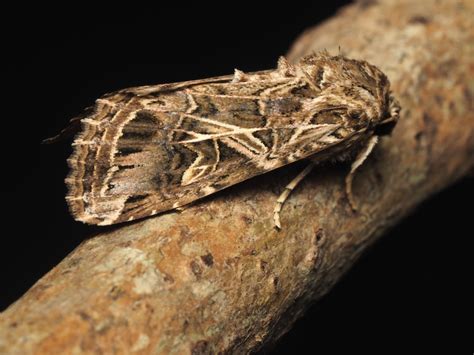 Oriental Leafworm Moth Wildlife Of GoodEarth Malhar Bangalore