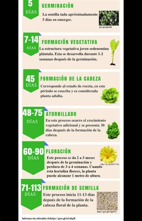 Ciclo De La Lechuga Cultivar Lechuga Par Sitos De Jard N Hidroponia