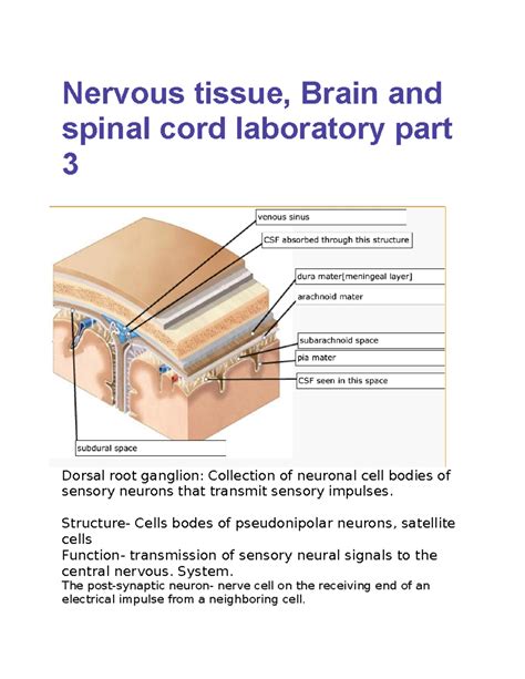 Nervous tissue, Brain and spinal cord laboratory part 3 - Nervous ...