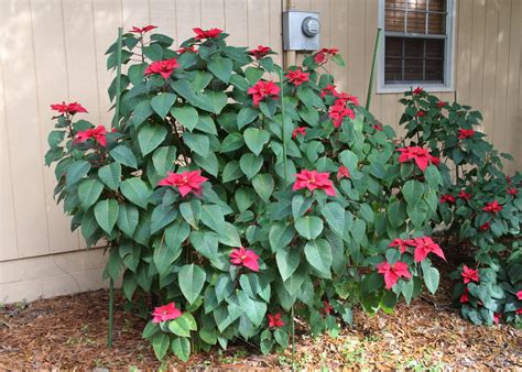 Poinsettias Gardening In The Panhandle