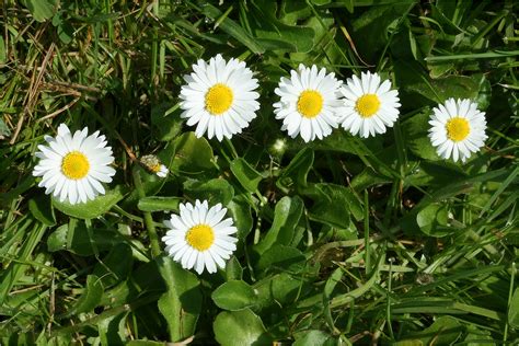 Madeliefje Bellis Perennis Plant En Namen