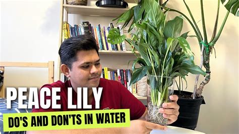 Dos And Donts Of Peace Lily In Water Peace Lily Care Tips In Water