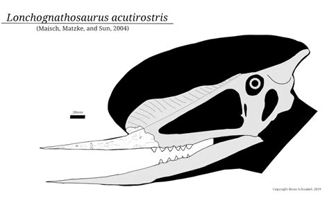 Lonchognathosaurus Skull By Sassypaleonerd On Deviantart