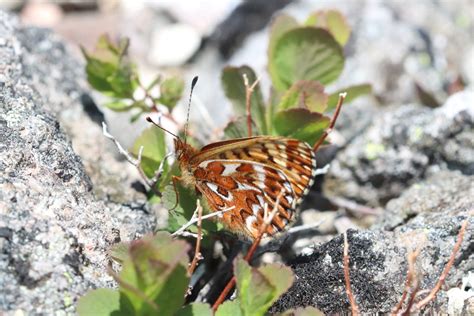 大雪山赤岳のウスバキチョウ、アサヒヒョウモン、ダイセツタカネヒカゲ！2021年6月26日 Butterflyers Blog