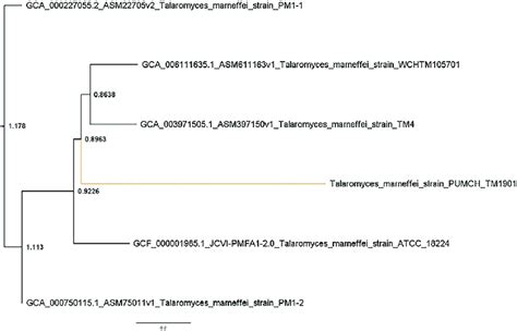 Phylogenetic Tree Of Strain Pumch Tm And Published T Marneffei