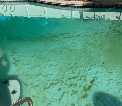 Keep Your Pool Algae Free 8 Steps To Get Rid Of Pool Algae