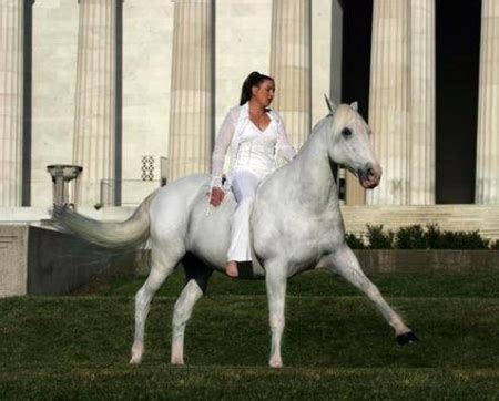 Lord of the Rings’ ‘Shadowfax’ Has Died | HORSE NATION