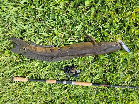 I Love Stalking These Snakeheads The Top Water Action Is Addictive