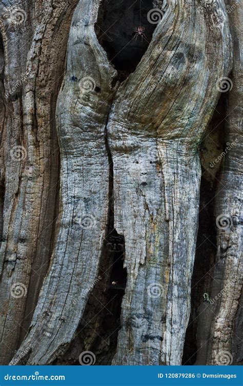 Surreal Fantasy Tree With Hidden Faces Stock Photo Image Of