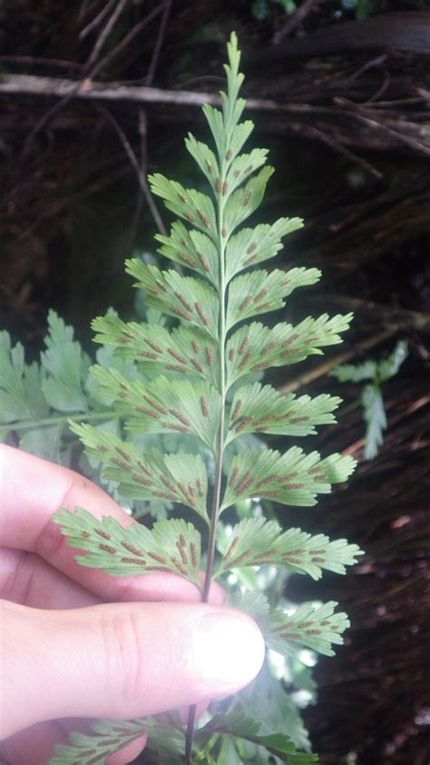 Asplenium Formosum Willd