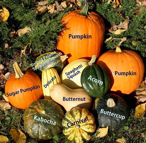 Best 21 Winter Squash Varieties - Best Recipes Ideas and Collections