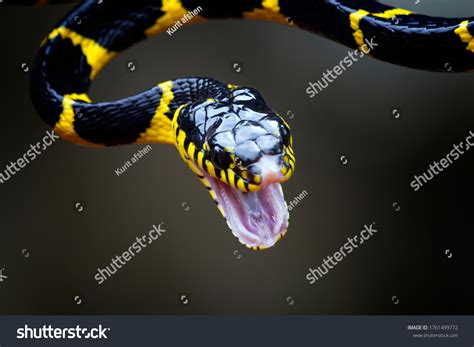 33,342 Yellow And Black Snake Images, Stock Photos, 3D objects ...