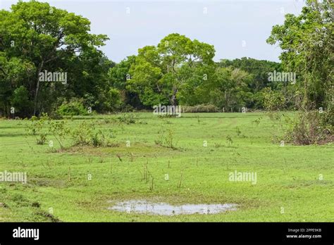 Pradera T Pica Y Paisaje Forestal En Los Humedales Del Pantanal