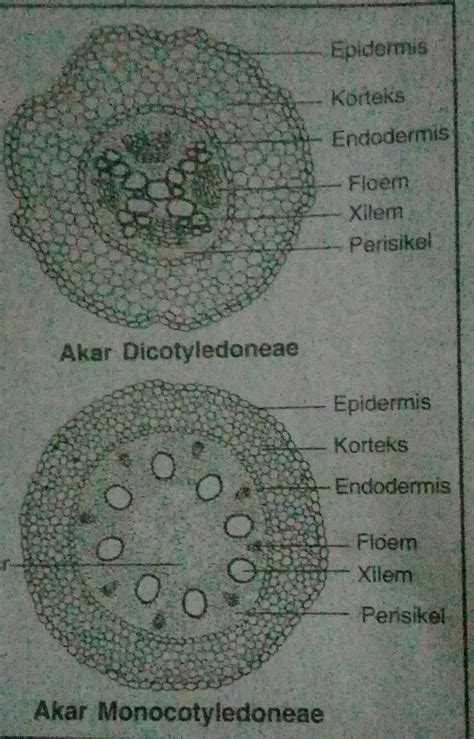 Gambarlah Struktur Anatomi Akar Monokotil Dan Dikotil Beserta Bagian ...