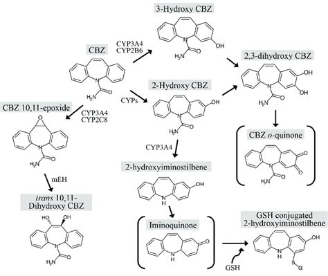 Proposed Major Metabolic Pathways Of CBZ In Humans The Structure