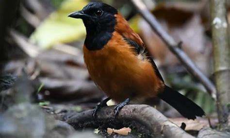 Penemuan Menakjubkan Dua Spesies Burung Di Papua Ternyata Beracun