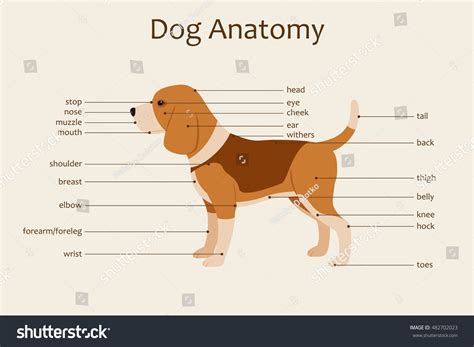 17876 Parts Of A Dog 이미지 스톡 사진 및 벡터 Shutterstock