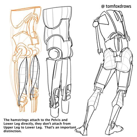 Tomfoxdraws On Twitter Human Anatomy Drawing Human Muscle Anatomy