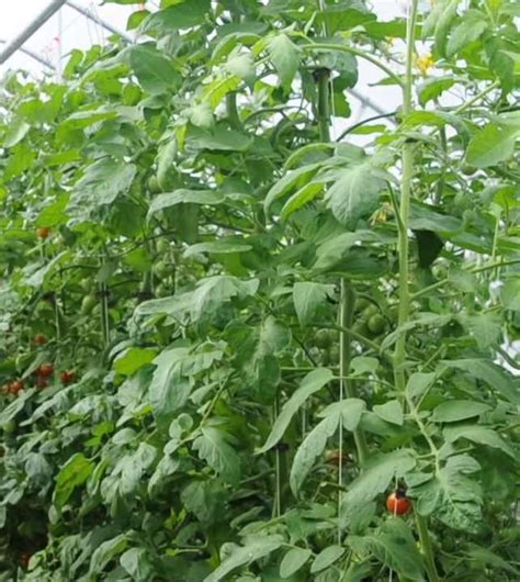 Cultiver Des Tomates En Serre Quand Comment Et Meilleures Pratiques