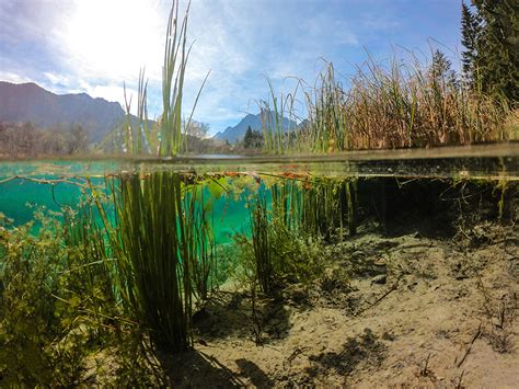 Lakes And Ponds Ecosystem