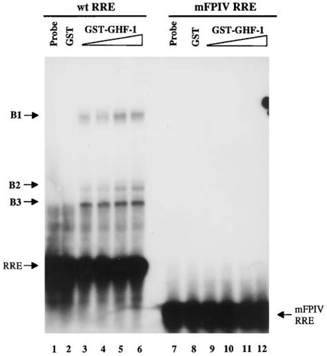 Mutation Of Fpiv Abolishes Binding Of Ghf 1 To The Rprl Promoter Rre Download Scientific