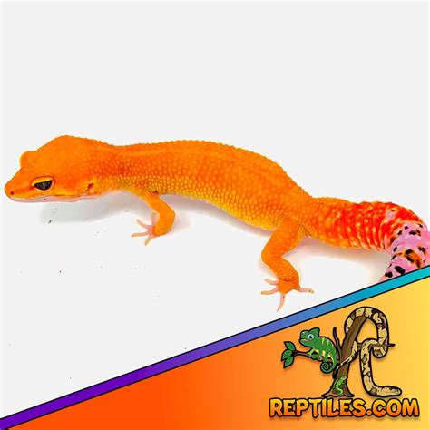 Mandarin Tangerine leopard gecko for sale | leopard geckos