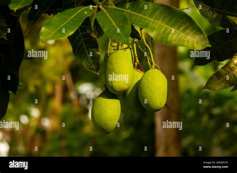 A Mango Tree Mangifera Indica With Green Fruits Stock Photo Alamy