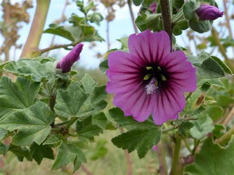 Photo de Malvacée Mauve en arbre Mauve royale Lavatère