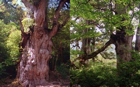 Picturesque Japan: Yakushima - WAttention.com