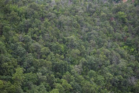 Aerial view forest trees background - jungle nature green tree on the ...