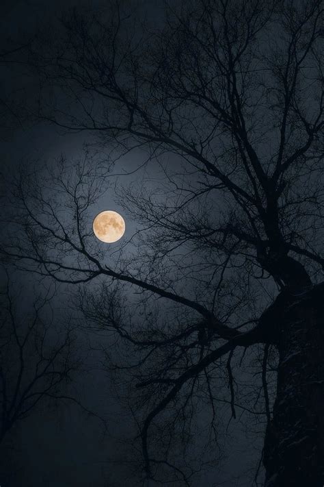 A Full Moon Is Seen Through The Branches Of A Tree