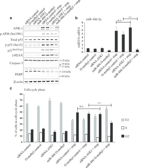 Mir P Inhibition Partly Reverses The Dna Damage Induced