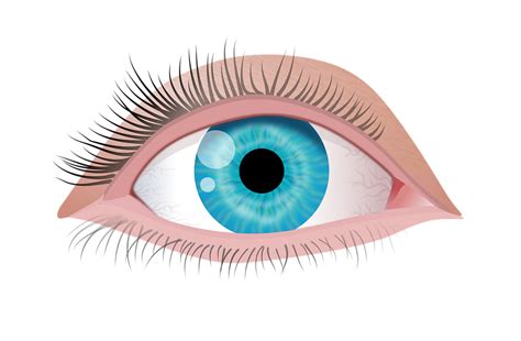 Download Eyes, Illustration, Isolated. Royalty-Free Stock Illustration ...