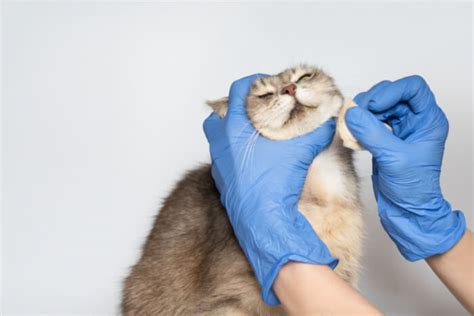 Cat Acne: Causes, Symptoms, & Treatment - Cats.com