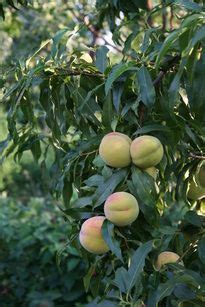 Prunus Persica Balkan Ecology Project Planting Herbs Peach Trees