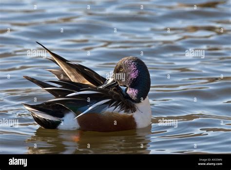 Male Northern Shoveler Duck Stock Photo - Alamy