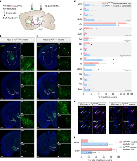 Whole Brain Mapping Of Inputs To Pvgpe Snr And Pvgpe Pf Neurons A