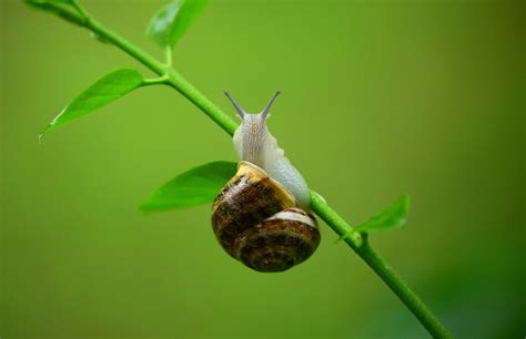 Free Images Snail Nature Green Snails And Slugs Macro Photography Fauna Flora Close Up