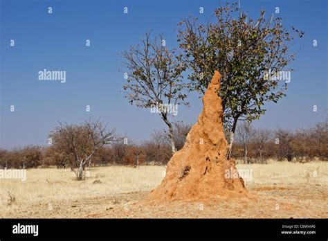 Termite Mound In Namibia Stock Photo Alamy
