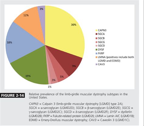 Figure 2 14 From The Muscular Dystrophies Semantic Scholar