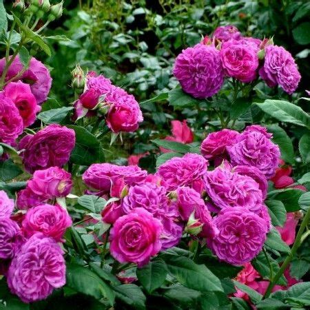 Роза Purple Lodge (Перпл Лодж) | Rose, Flowers, Plants