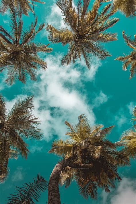 1170x2532px Free Download Hd Wallpaper Palm Trees Bottom View