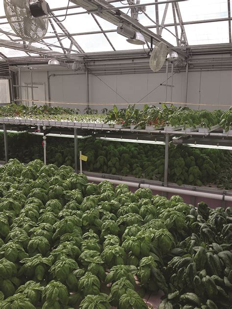 Herbs 101 A Production Guide Greenhouse Management