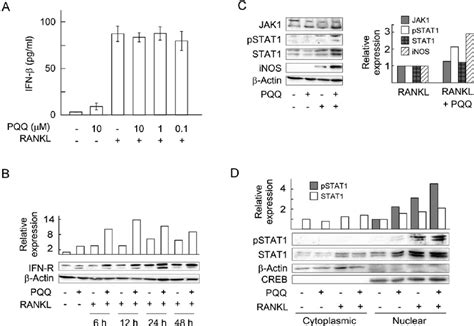 Effect Of Pqq On The Ifn Signaling In Rankl Stimulated Cells A