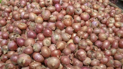 India Imposes 40 Export Duty On Onions With Immediate Effect