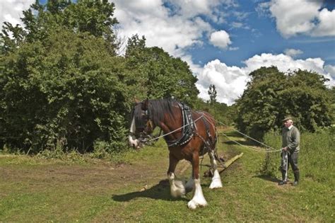 Pictures of Basildon, Essex, England | England Photography & History