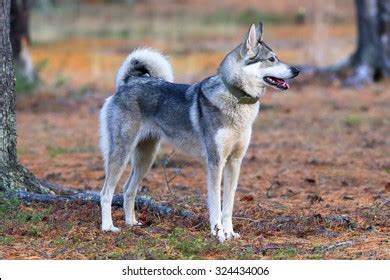 1,416 West siberian laika Images, Stock Photos & Vectors | Shutterstock