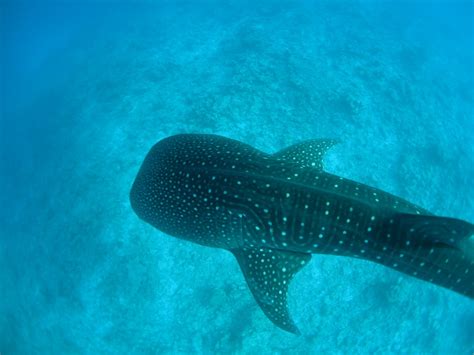 Banco De Imagens Mar Natureza Oceano Mergulho Embaixo Da Agua