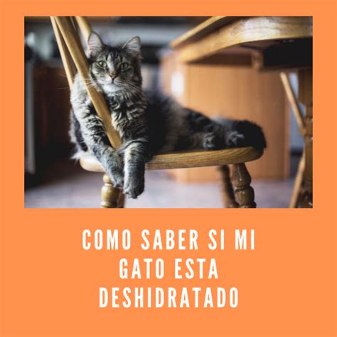 ¿cómo Saber Si Mi Gato Esta Deshidratado Que Hacer