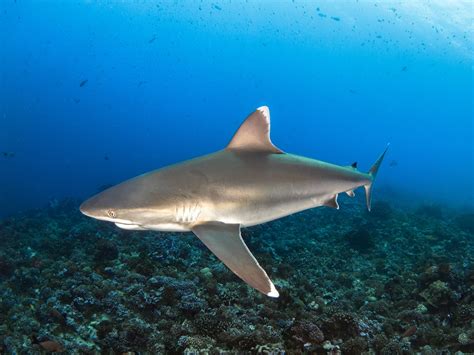 サメってどんな生き物？「世界サメの日」にちなんでサメについての理解を深めよう！ いきふぉめーしょん